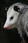[Commissions] Opossum Realistic Fursuit Head,Tail and Paws