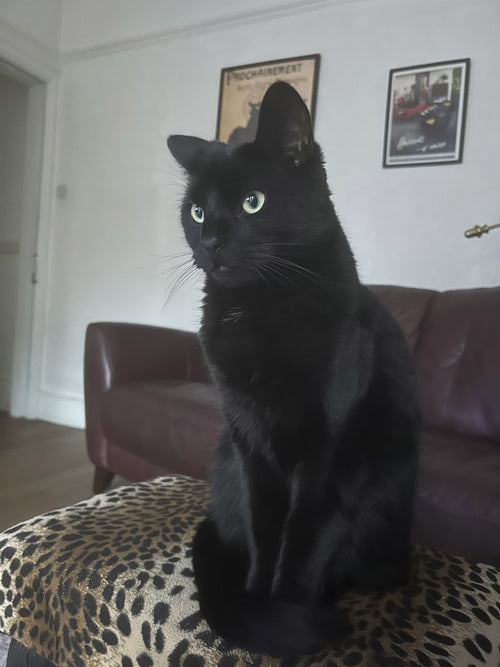 [Commissions] Black Cat Realistic Fursuit Head