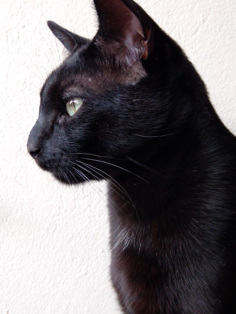 [Commissions] Black Cat Realistic Fursuit Head