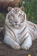 [Commissions] Blank Tiger Fursuit Head
