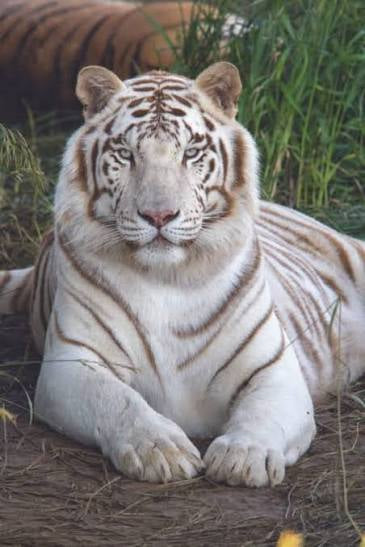 [Commissions] Blank Tiger Fursuit Head
