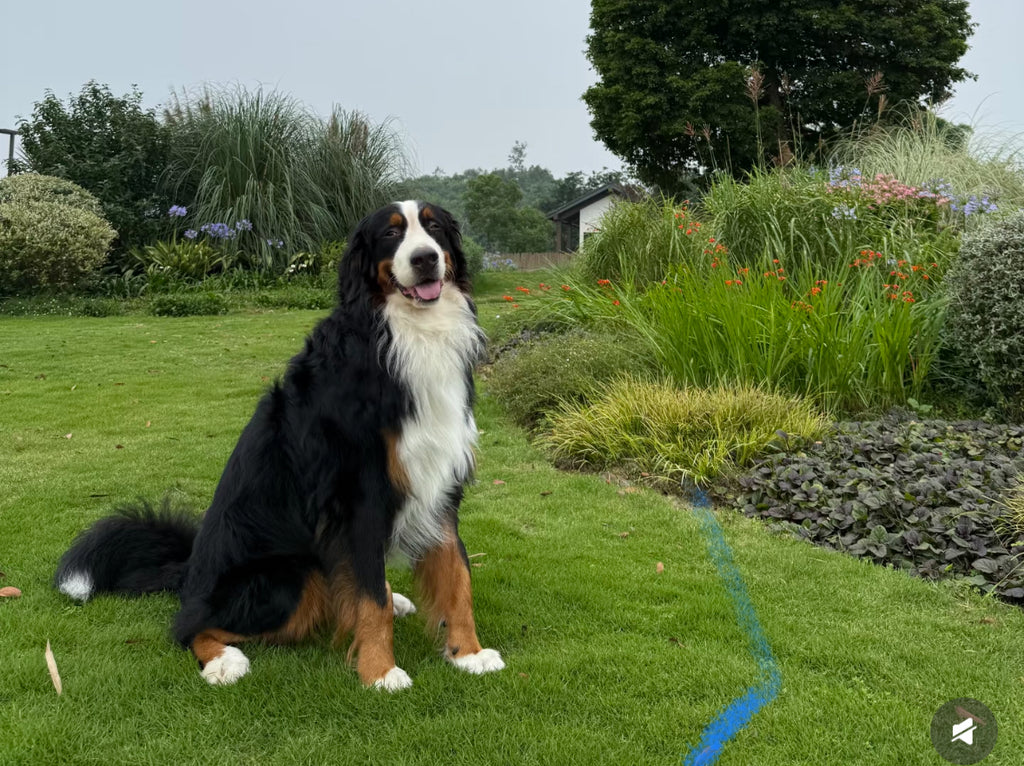 [Commissions] Bernese Mountain Dog Fursuit Partial