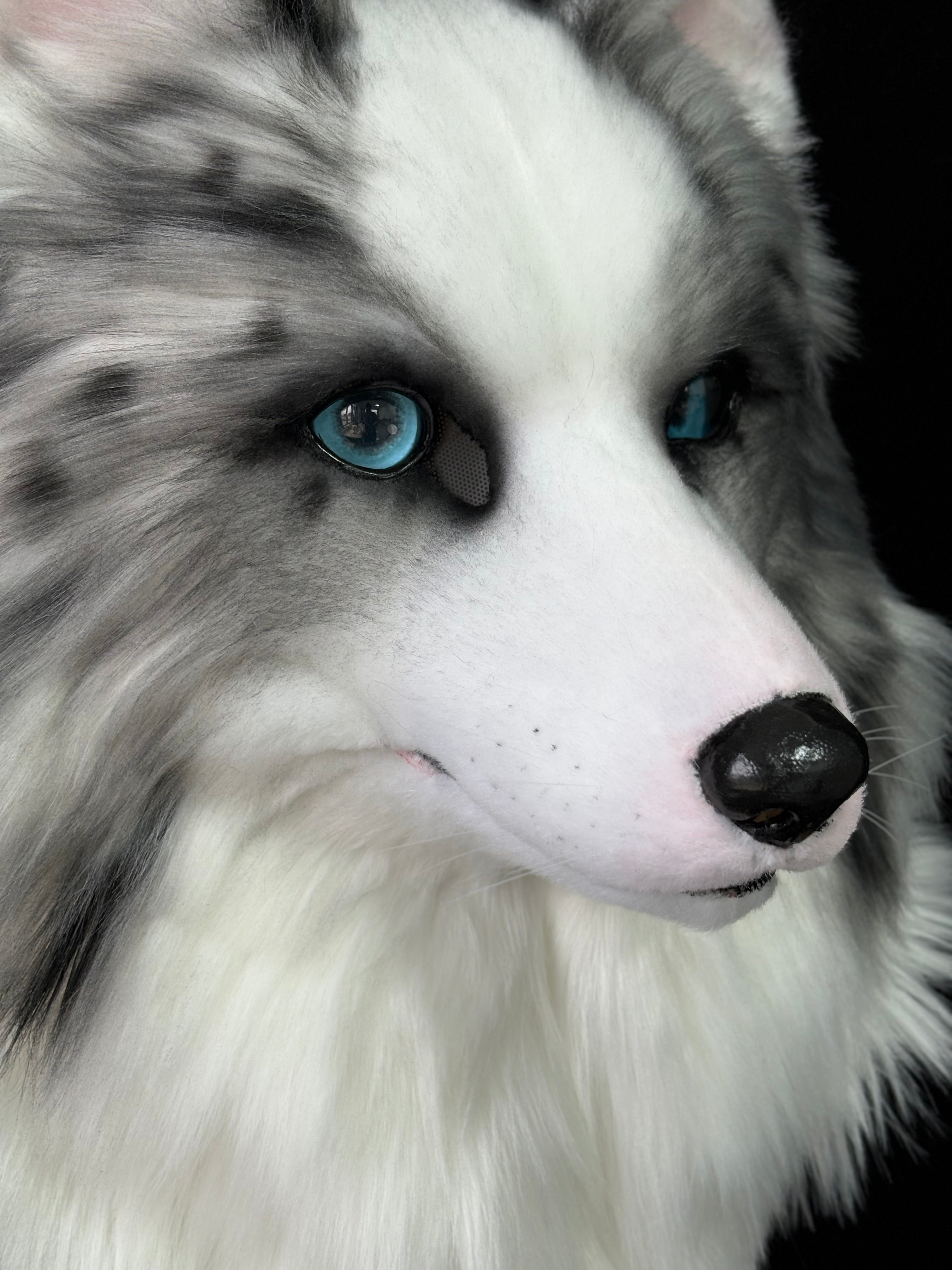 [Premade] Border Collie Dog Realistic Fursuit Head Furry Costumes Mask Headdress