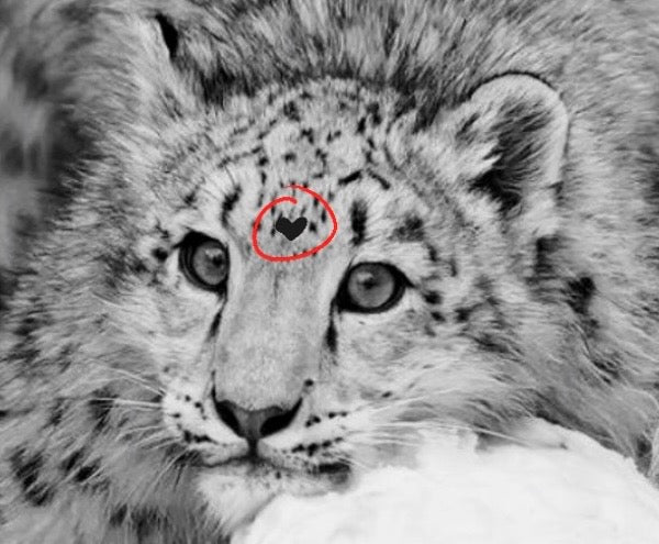 [Commissions] Realistic Snow Leopard Leopard Fursuit Head