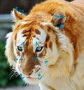 [Commissions] piercings Tiger Fursuit Head