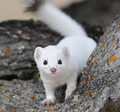 [Commissions] arctic weasel Realistic Fursuit Head